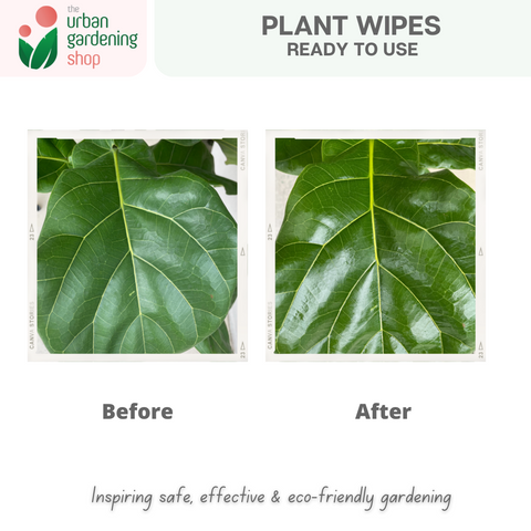 Bio-degradable Plant Wipes (40 sheets) - For Plant Cleaning and Leaf Shine