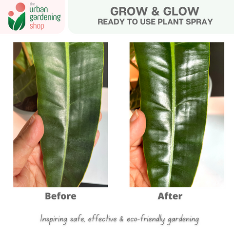 500ml Grow & Glow - Plant Spray For Leaf Cleaning, Shine and Protection